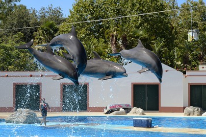 Portugal, Lisbon, Zoological Garden, the Dolphinarium, dolphins making the show
