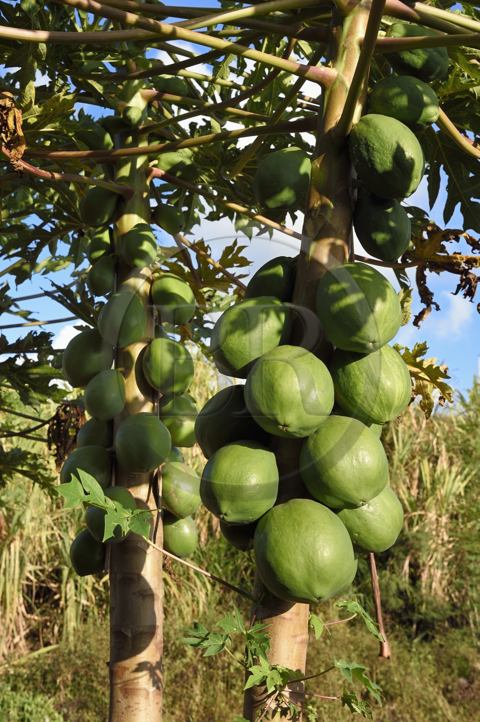 France, Reunion island (French overseas department), south coast, Petite-Ile, Papaya on papaya tree
