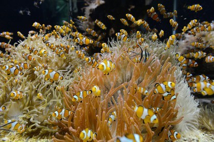 Principauté de Monaco, Monaco, le musée océanographique, poissons-clowns (Amphiprioninae)