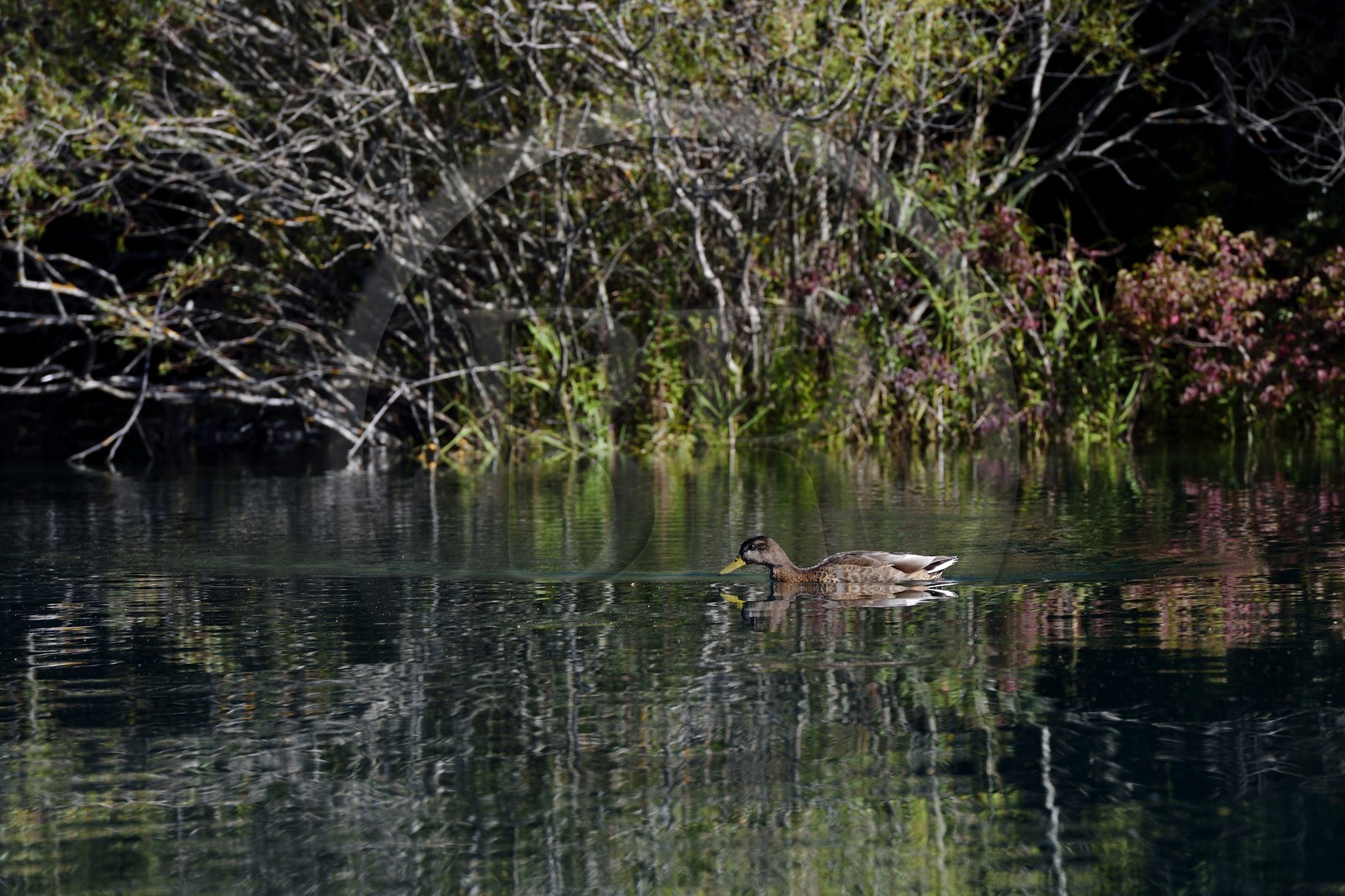 Var (83) rive gauche et Alpes-de-Haute-Provence (04) rive droite, Parc Naturel Régional du Verdon, Basses Gorges du Verdon en aval du lac de Sainte Croix, canard