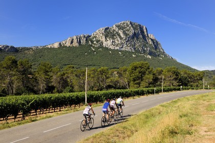 France, Herault, vineyards in front of the Pic Saint-Loup