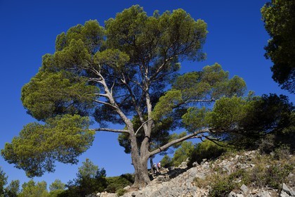 France, Bouches-du-Rhône (13), Marseille, Parc national des Calanques, Calanque de Port-Pin, randonneurs sous un pin d'Alep (demande d'autorisation nécessaire avant publication)
