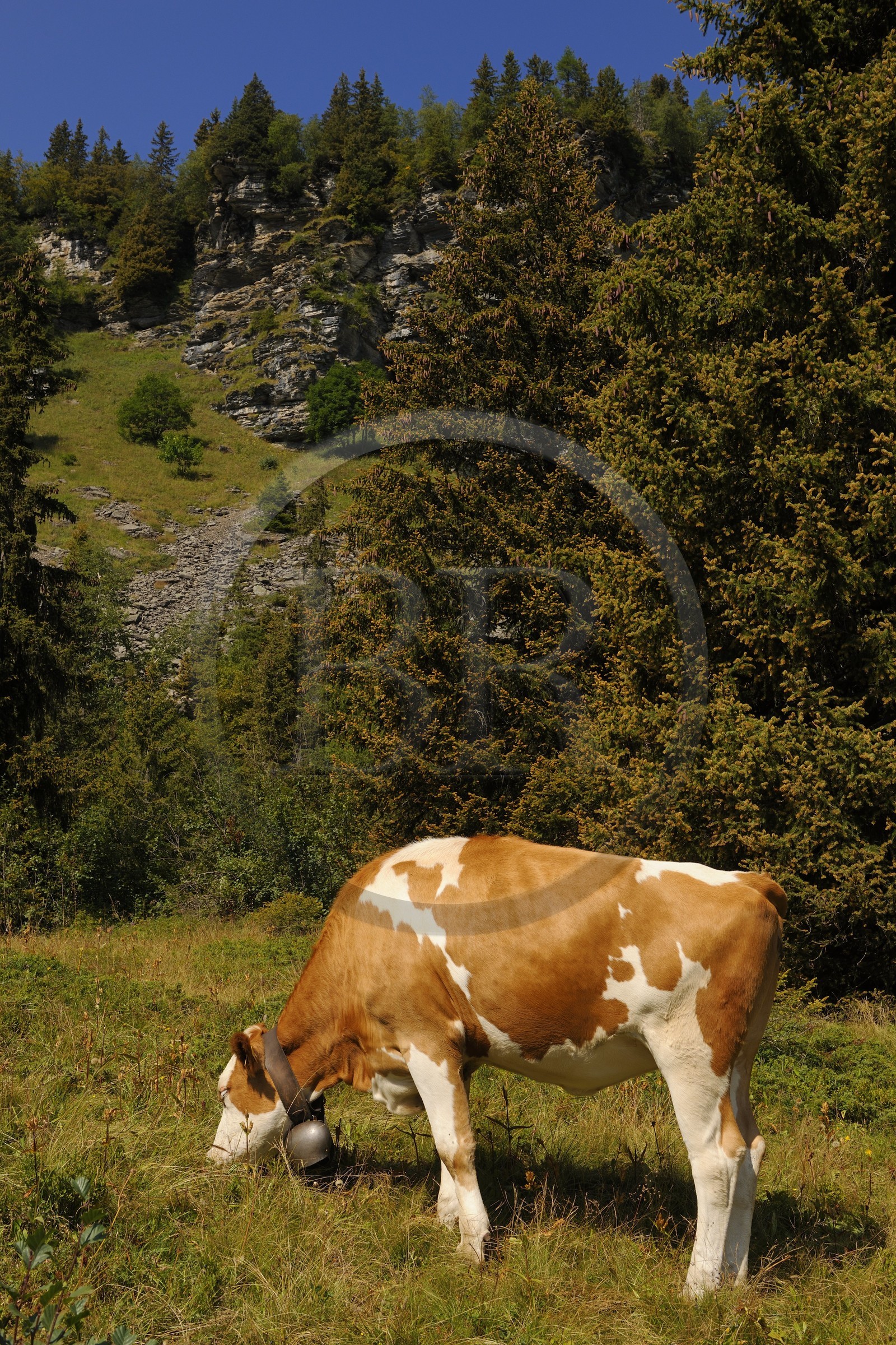 Suisse, Canton de Vaud, Villars sur Ollon, hameau de Bretaye