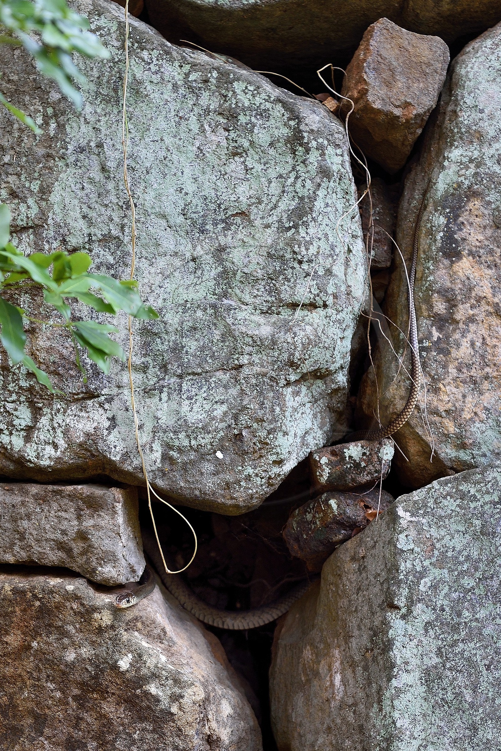 Sri Lanka, province centrale, district de Matale, Sigiriya, ville ancienne de Sigiriya classée patrimoine mondial de l'UNESCO, l'ancien palais forteresse du Rocher du Lion, serpent