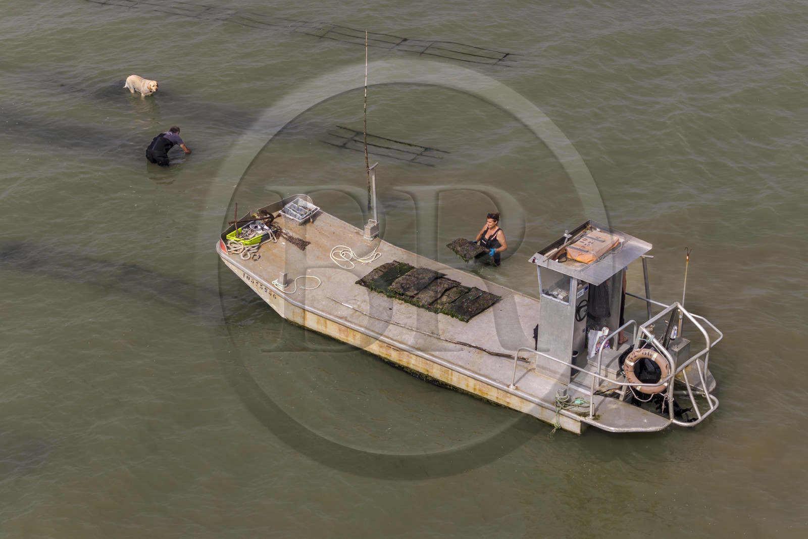 France, Charente-Maritime (17), Ile d'Oléron, Dolus-d’Oléron, les parcs du bassin de Marennes-Oléron dans le Pertuis d'Antioche, Nadia Quillet et son mari Eric récupèrent des poches de crassostrea gigas dans leurs parcs à huîtres à marée descendante (vue aérienne)