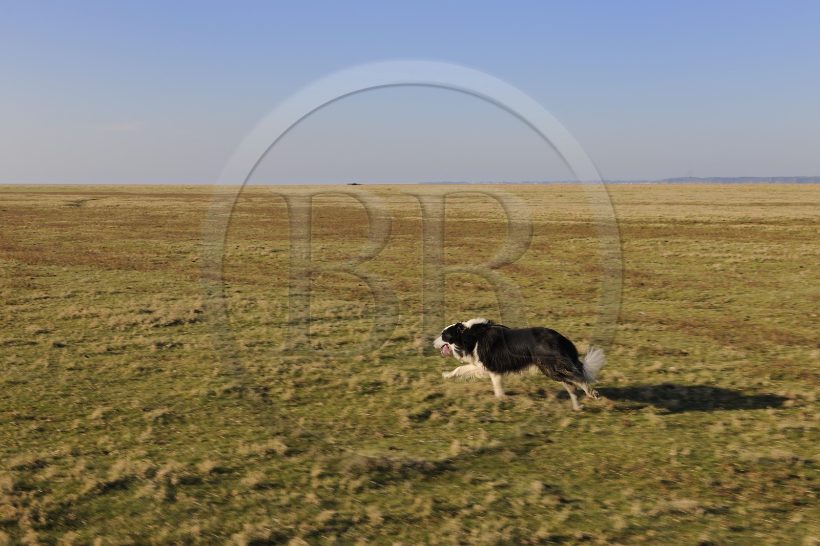 France, Ille-et-Vilaine (35), les herbus ou prés salés du Mont-Saint-Michel, chien de berger