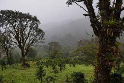Panama, province de Chiriqui, Boquete, plantation de café Finca Lerida sur les pentes du volcan Baru