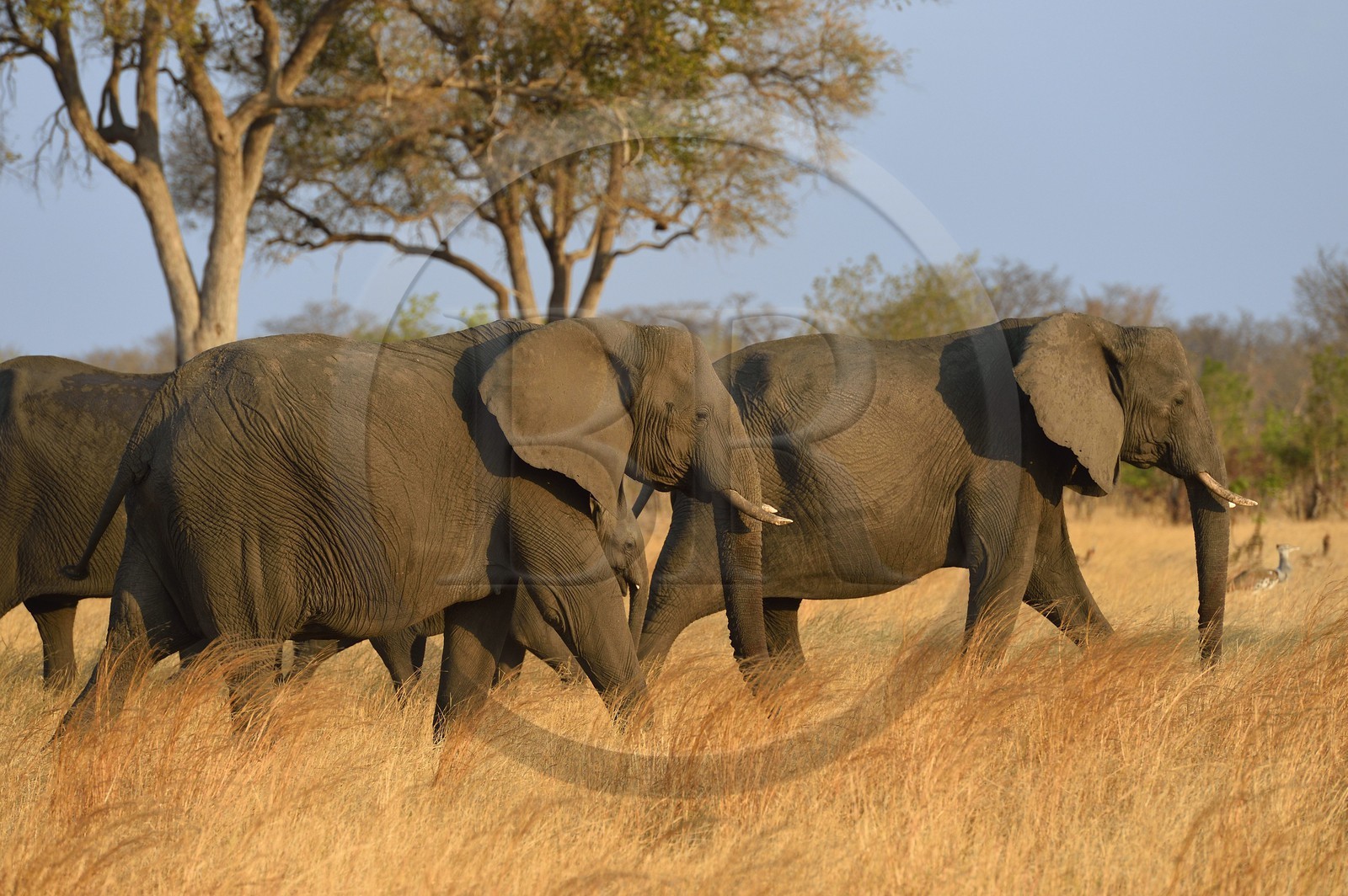 Zimbabwe, Matabeleland North Province, Hwange National Park, wild african elephants (Loxodonta africana) in the savannah