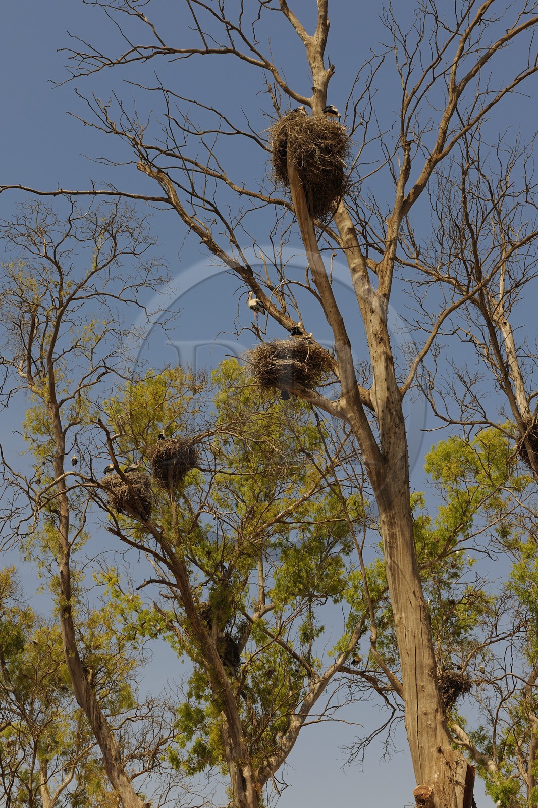 Maroc, région de l'Oriental, Saïdia, nids de cigognes