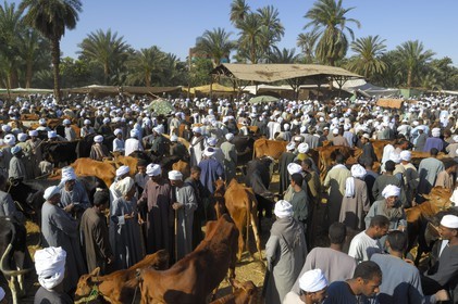 Egypte, Haute Egypte, Daraw au nord d'Assouan, marché aux vaches