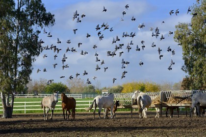 Spain, Andalusia, Seville Province, Utrera, the Ayala stud farm (Yeguada Ayala), Andalusian horse also known as the Pure Spanish Horse or PRE (Pura Raza Espanola)
