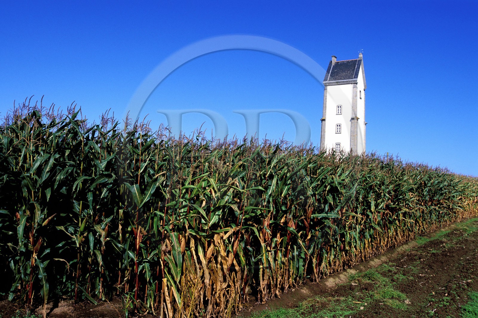 France, Finistère (29), Aber Wrac'h, champ de maïs vers le village de Lilia