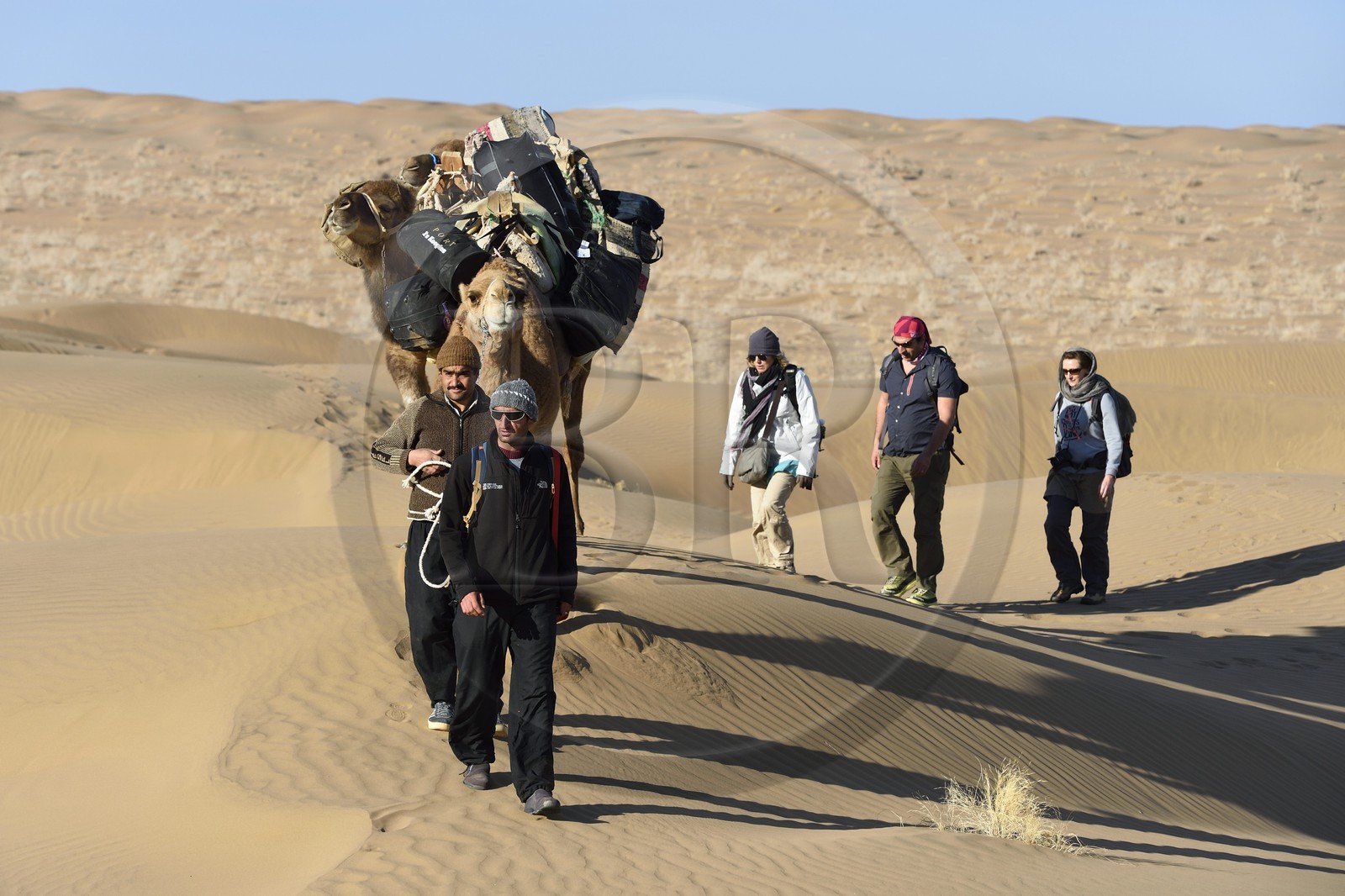Iran, Province d'Ispahan, désert du Dasht-e Kavir, Mesr dans la région de Khur et Biabanak, caravane de dromadaires dans les dunes du lieu dit de Kuh e-Sefid lors d'une randonnée chamelière