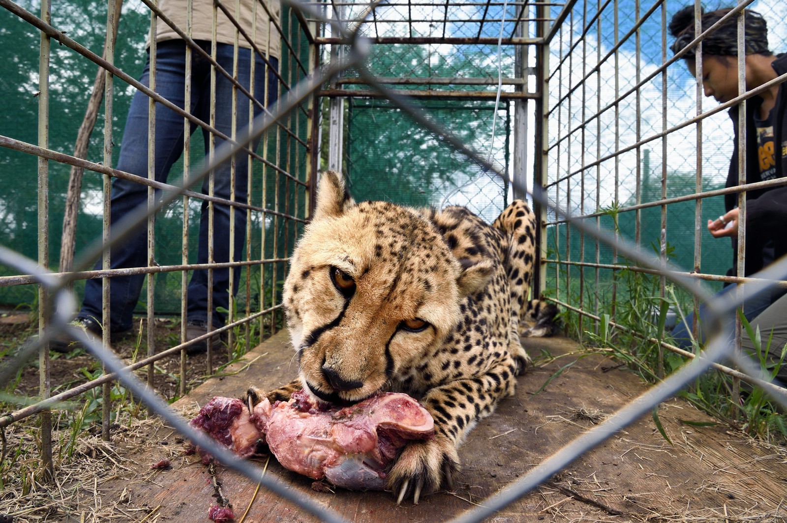Namibie, Otjiwarongo, Cheetah Conservation Fund, centre de recherche et d'éducation, administration de fluides sous-cutanés 3 fois par semaine au guépard (Acinonyx jubatus) appelé Mendel souffrant d'insuffisance rénale chronique et la vétérinaire Emma Alfonso en arrière plan