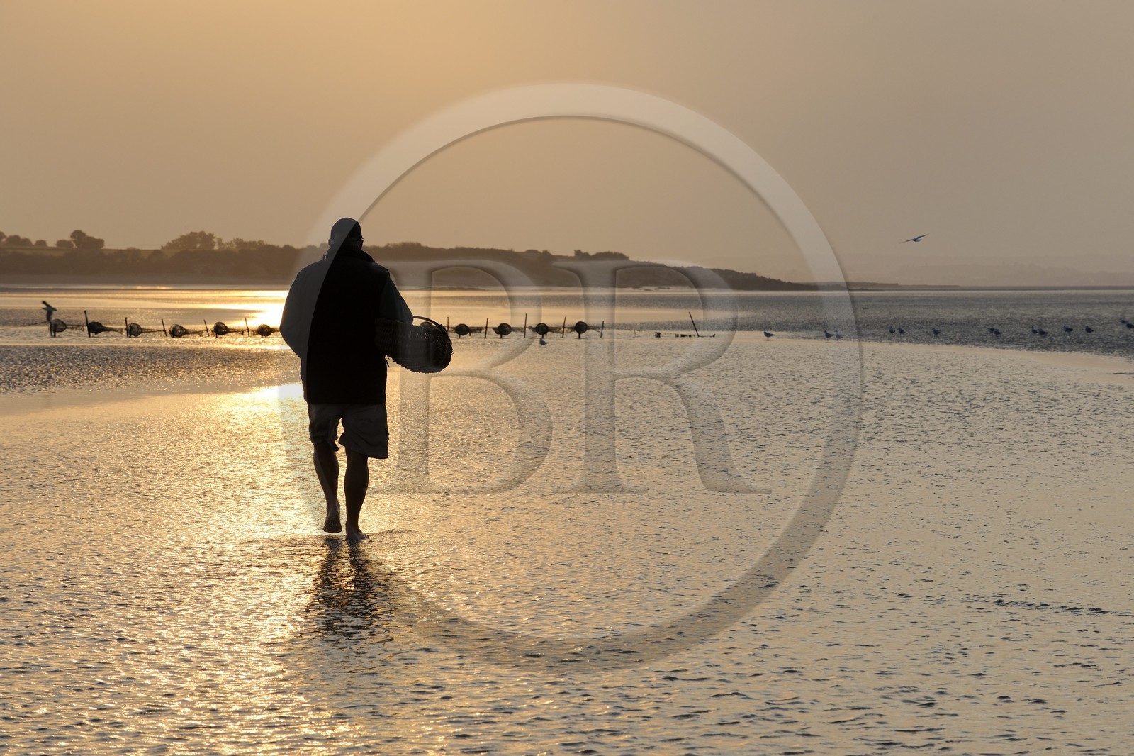 France, Manche, Bay of Mont Saint Michel, listed as World Heritage by UNESCO, Beach fisherman Guy Jugan lifting his nets full of Crangon crangon (grey shrimp) shrimps at dawn