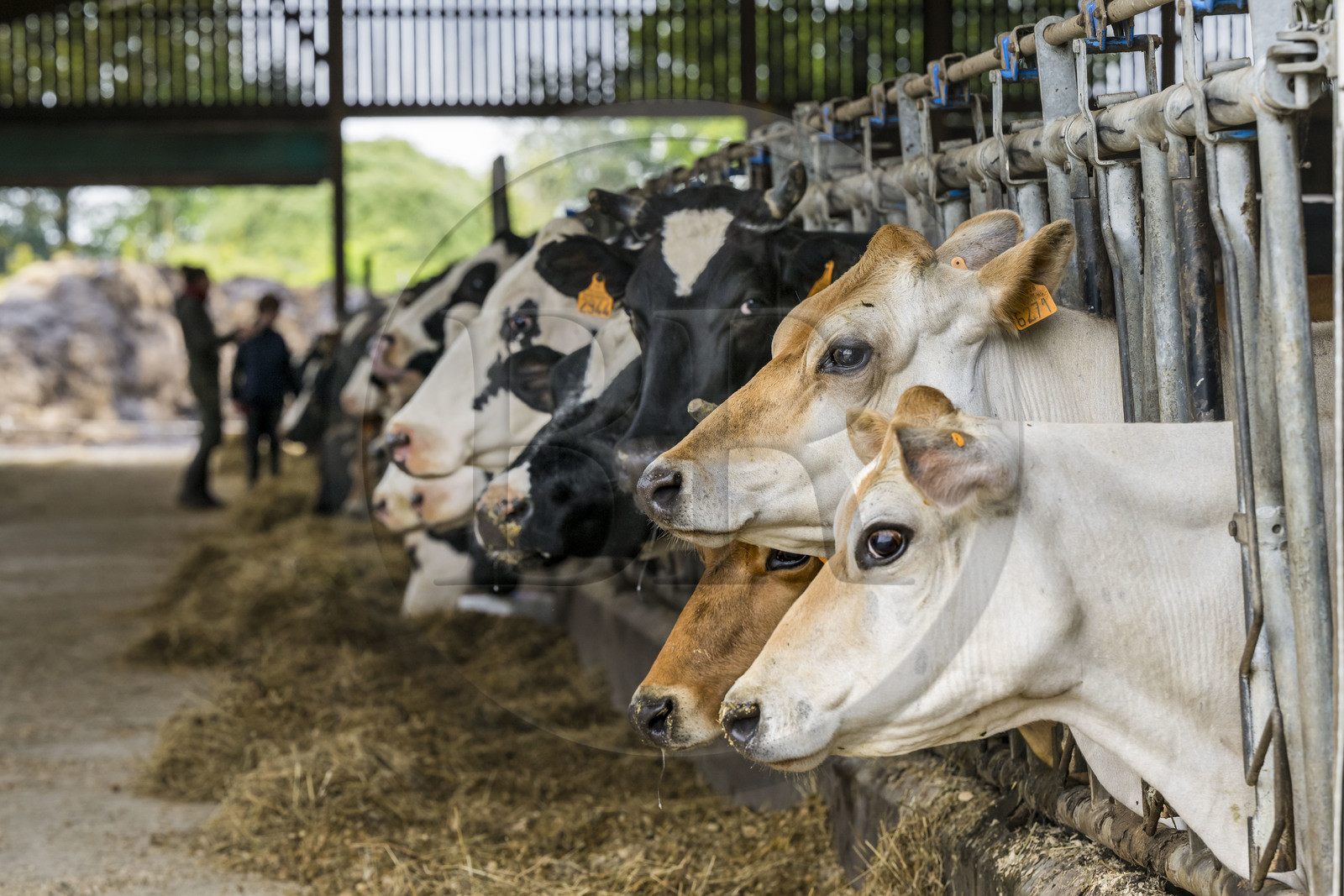 France, Vendée (85), Saint-Mesmin, ferme bio Epicoeur de la Rambaudière,