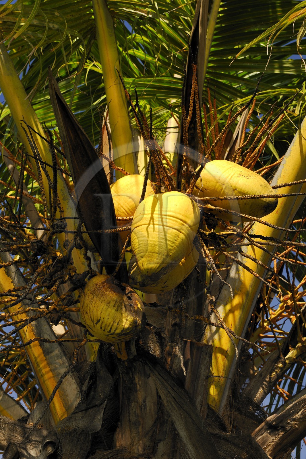 France, île de la Réunion, cocotier