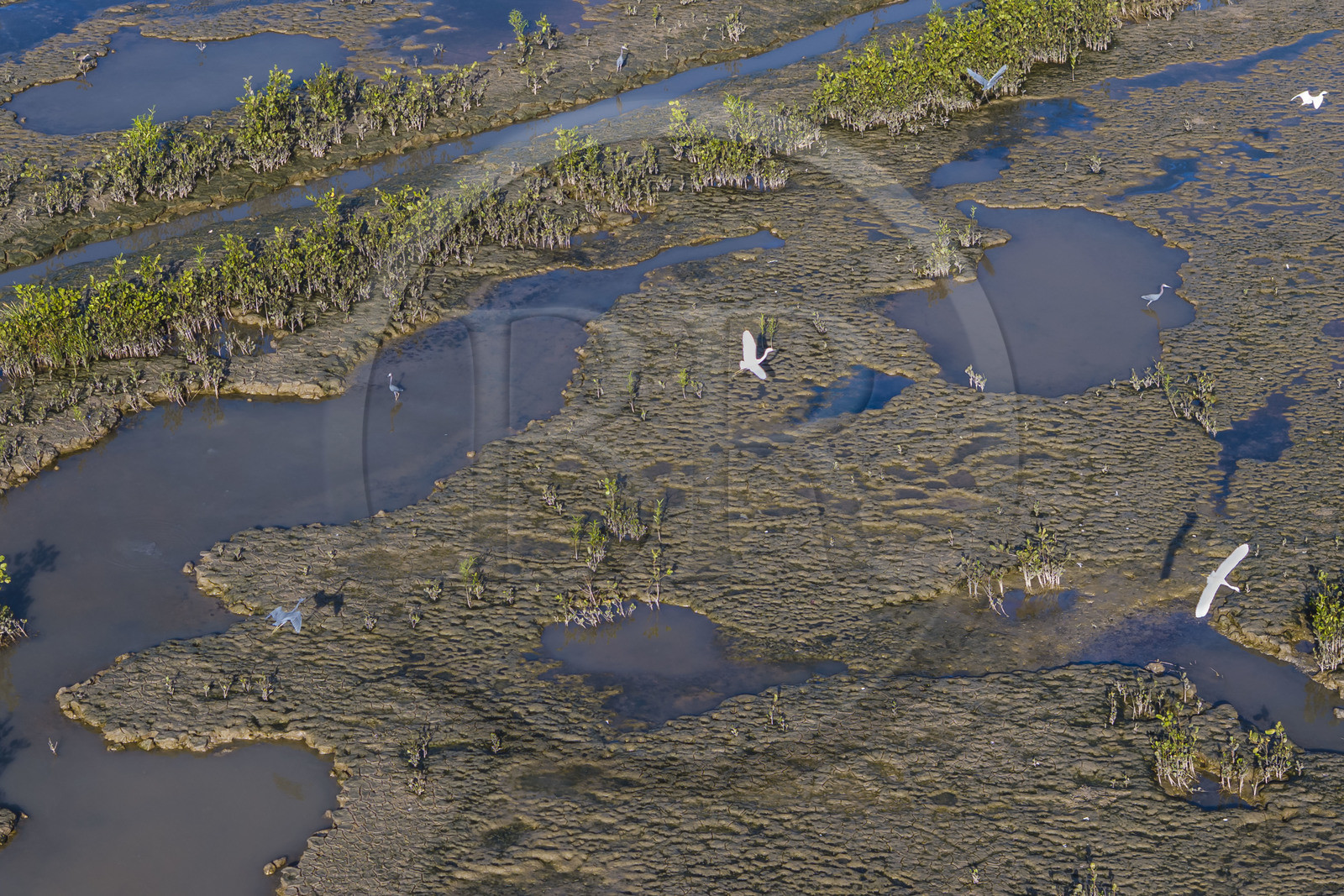 France, Guyane, Cayenne, Pointe Buzaré, la mangrove composée de palétuvier blanc (Laguncularia racemosa) entoure la totalité de la presqu'île de Cayenne, dans une période cyclique future elle disparaitra complétement pour à nouveau laisser place à la mer (vue aérienne)