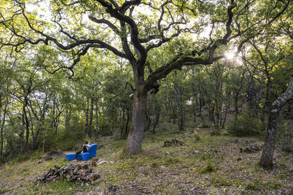 France, Var (83), Provence Verte, Bras, Académie du Bain de Forêt Provençale, forêt du domaine Le Peyrourier - une campagne en Provence