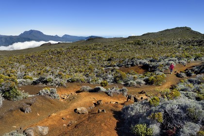 France, Ile de la Reunion, Parc National de la Réunion classé Patrimoine Mondial de l'UNESCO, sur les pentes du volcan de Piton de la Fournaise, randonneur sur le sentier de l'oratoire Ste Thérèse couvert de lapillis au dessus de la Plaine des Sables, le Piton des Neiges en arrière plan au nord
