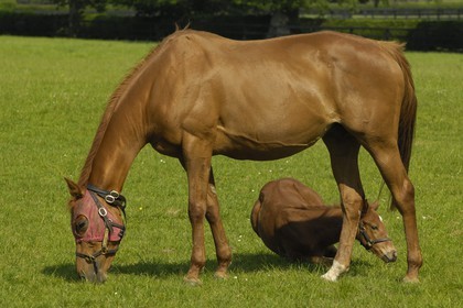 Republic of Ireland, County Kildare, Maynooth, Moyglare Stud
