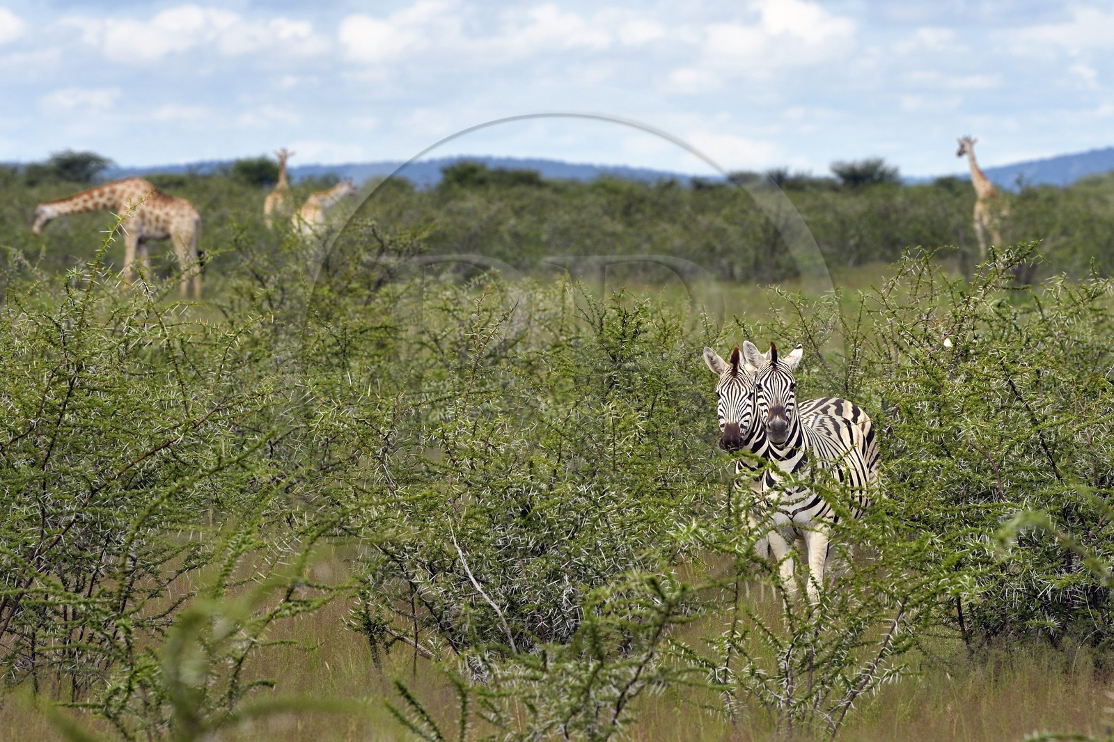 Namibia, Oshikoto region, Etosha National Park, Burchell's zebras (Equus burchellii) and giraffes (Giraffa camelopardalis)