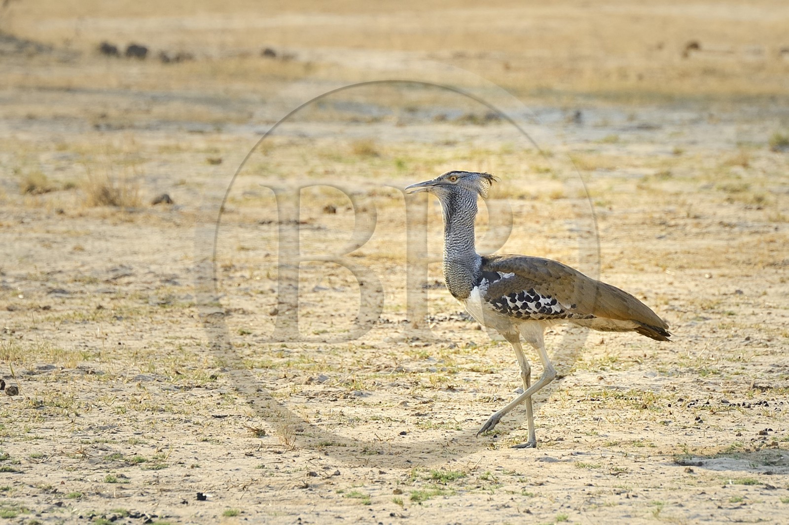 Zimbabwe, Matabeleland North Province, Hwange National Park, kori bustard (Ardeotis kori) is the largest flying bird native to Africa