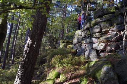 France, Bas Rhin, Mont Saint Odile, hike along the Pagan Wall, vestige of a wall probably from the Merovingian period with a total length of eleven kilometers