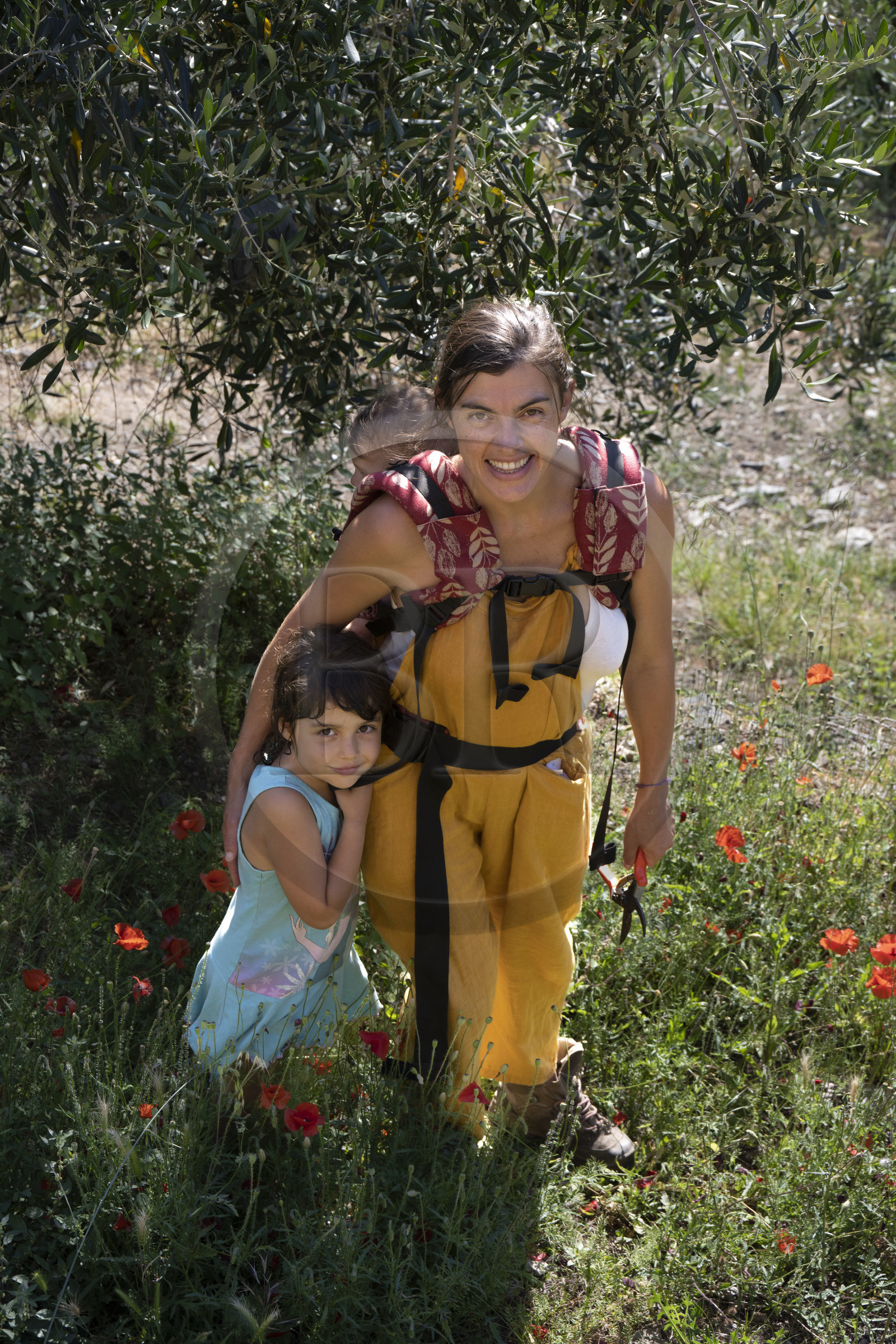 Italie, Ligurie, Cinque Terre, parc national des Cinque Terre classé Patrimoine Mondial de l'UNESCO, village de Monterosso al Mare, Ferme la Brucaolivo, Costanza Lari entretien ses oliviers avec son bébé dans le dos