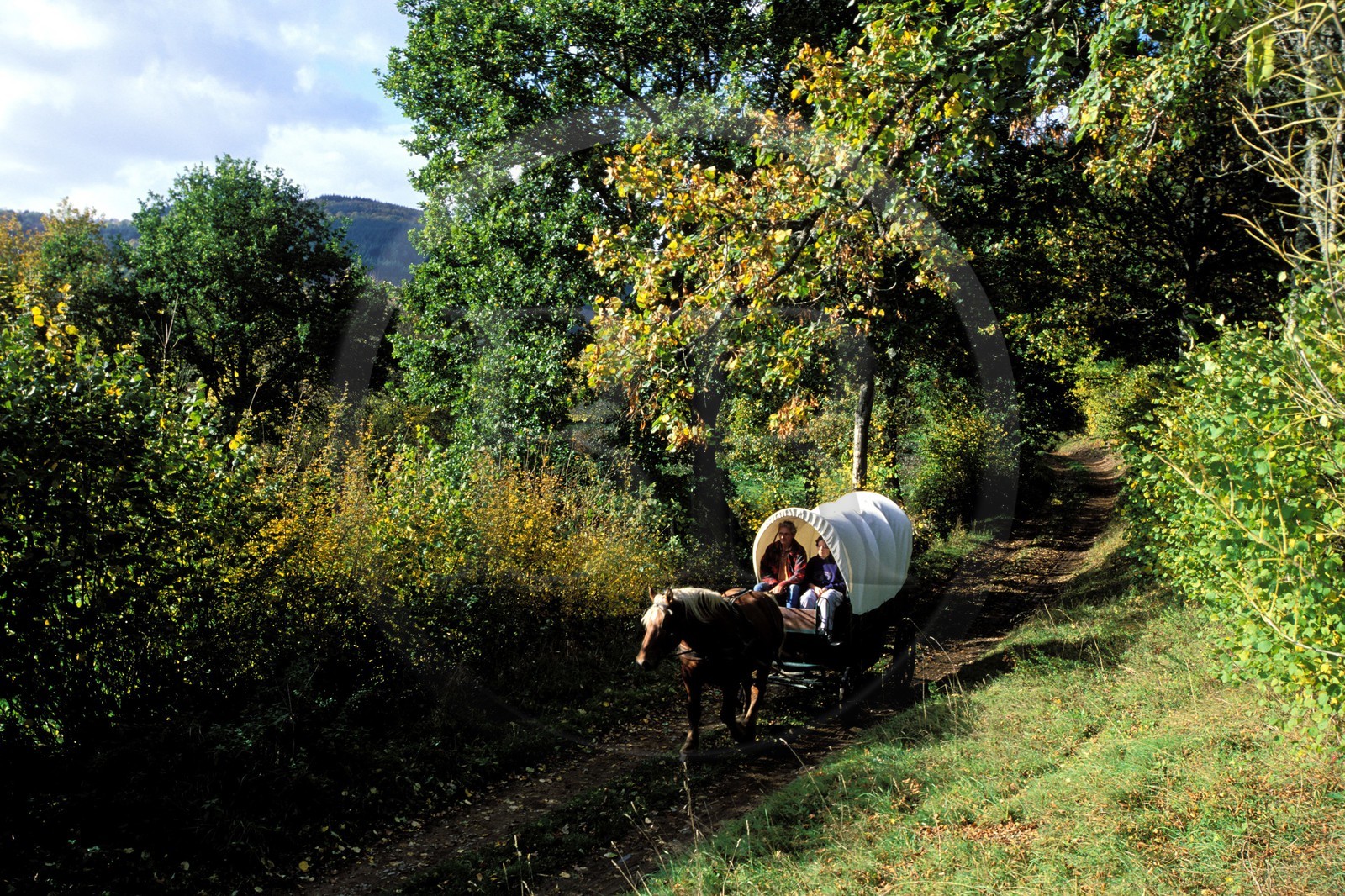 France, Saone et Loire, Morvan region, wagon near the village of Celle en Morvan