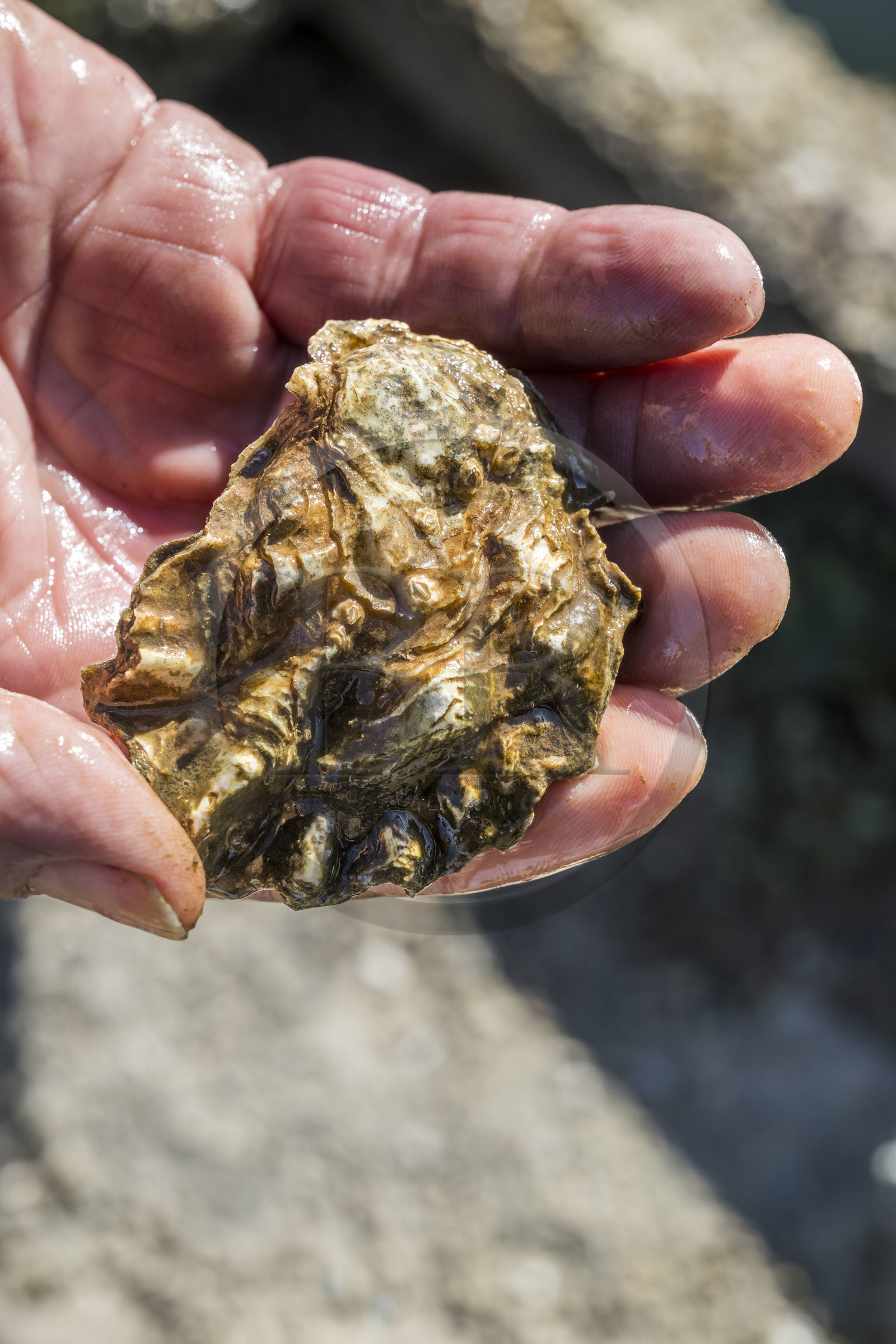 France, Vendée (85), Talmont-Saint-Hilaire, port du village d'ostréiculteurs de la Guittière dans l'estuaire du Payré, les huitres de l'estuaire sont colorées car l'eau est riche en oxide de fer