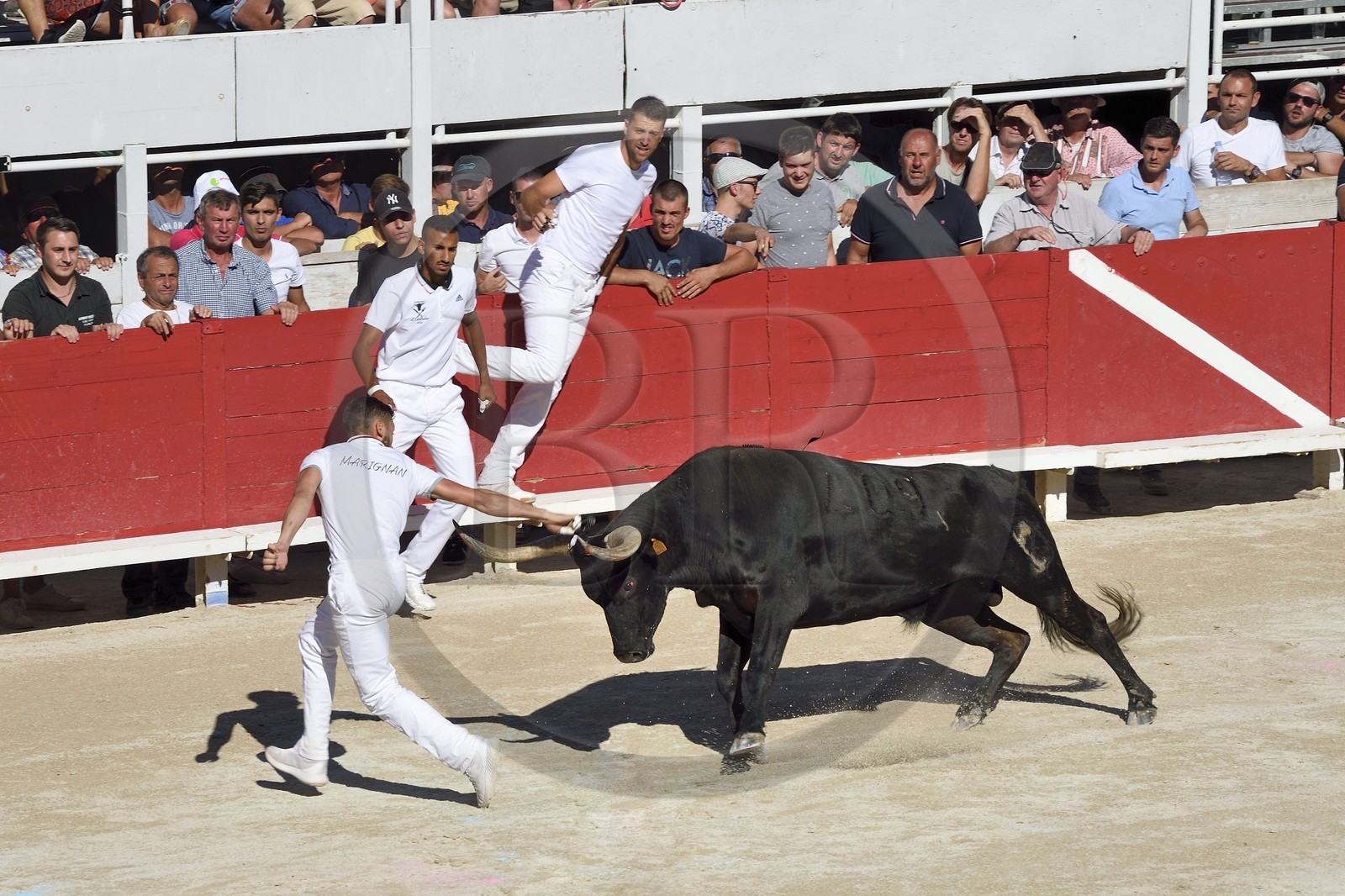 France, Bouches du Rhone, Arles, the course camarguaise of the Cocarde d'Or at the Arenas, raseteur trying to catch the award-winning attributes on the horns of the bull