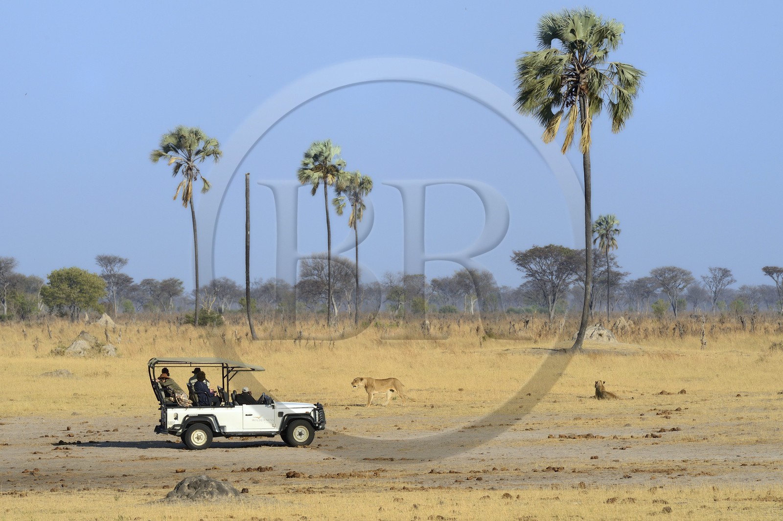 Zimbabwe, province de Matabeleland septentrional, parc national Hwange, touristes en 4x4 observant un groupe de lions (Panthera leo)
